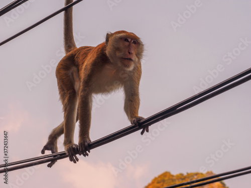 Long tailed macaque walking on electric wires photo