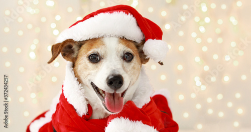 Christmas dog jack russell terrier smiling in santa costume on background with lights from garland © demphoto