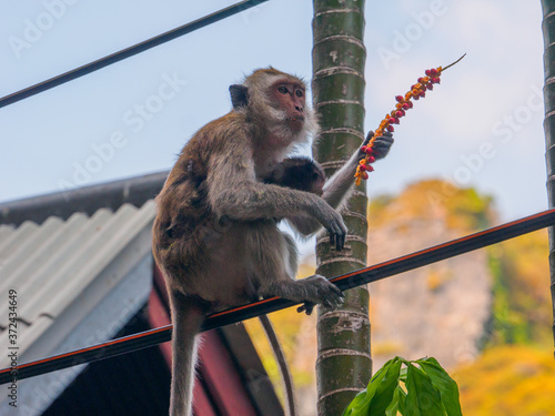 Long tailed macaque eating nuts on a electric wire photo