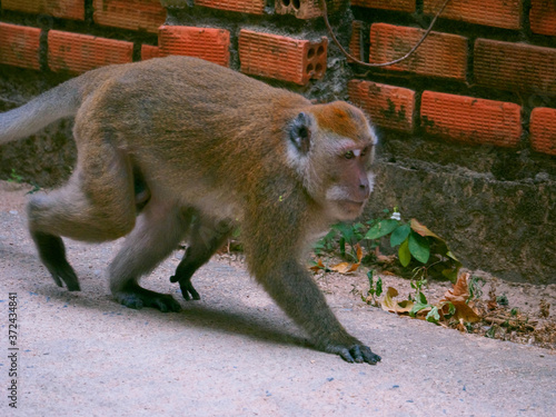 Long tailed macaque walking on footway photo