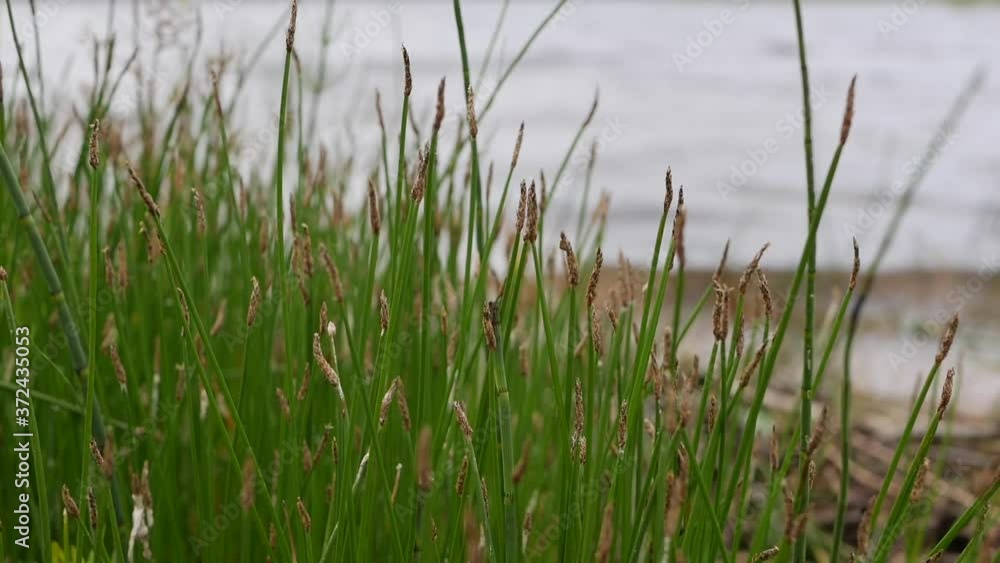 Riparian reeds or canes on the lake Riparian reeds or canes on the lake