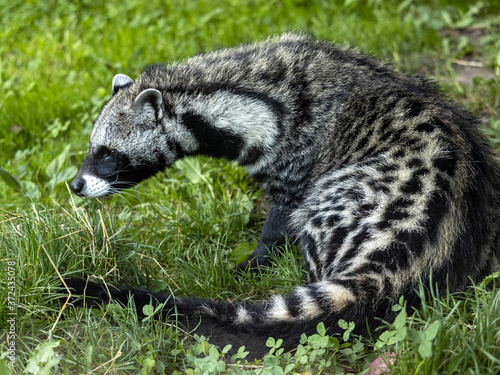 African civet, Civettictis civetta, a large African beast looking for food