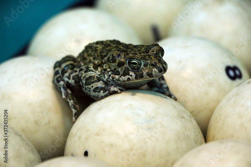 spotted green frog on pool table with old dirty billiard balls and shabby dusty green cloth. the concept of foul play, toad of greed and meanness in the game of billiards.
