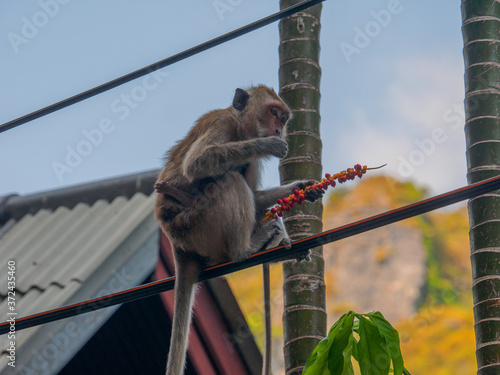 Long tailed macaque eating nuts on a electric wire photo