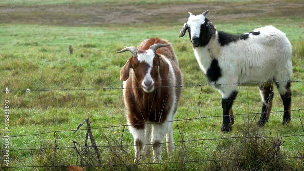 Goat on pasture scratches its head on fence, funny domestic animals, farm life