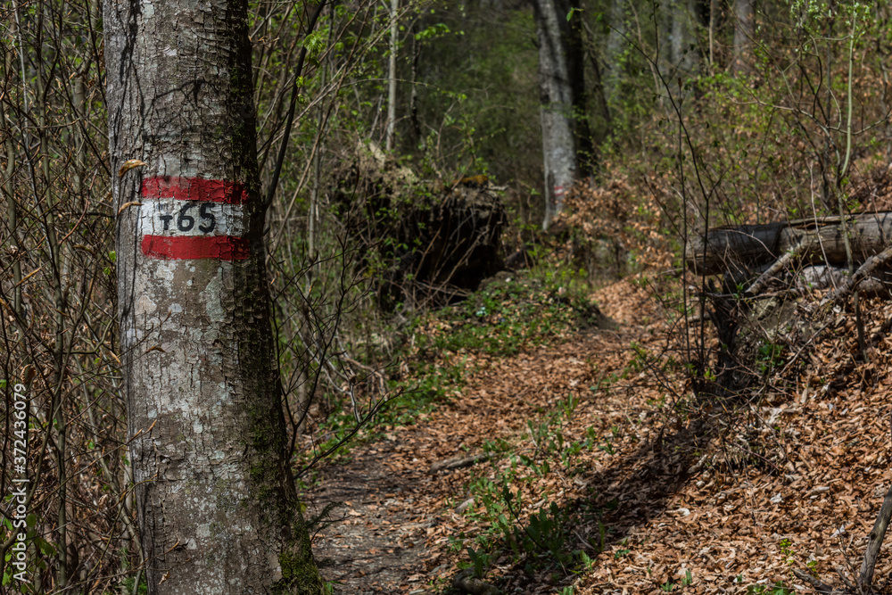 hiking sign at a tree on a trail hiking sign at a tree on a trail