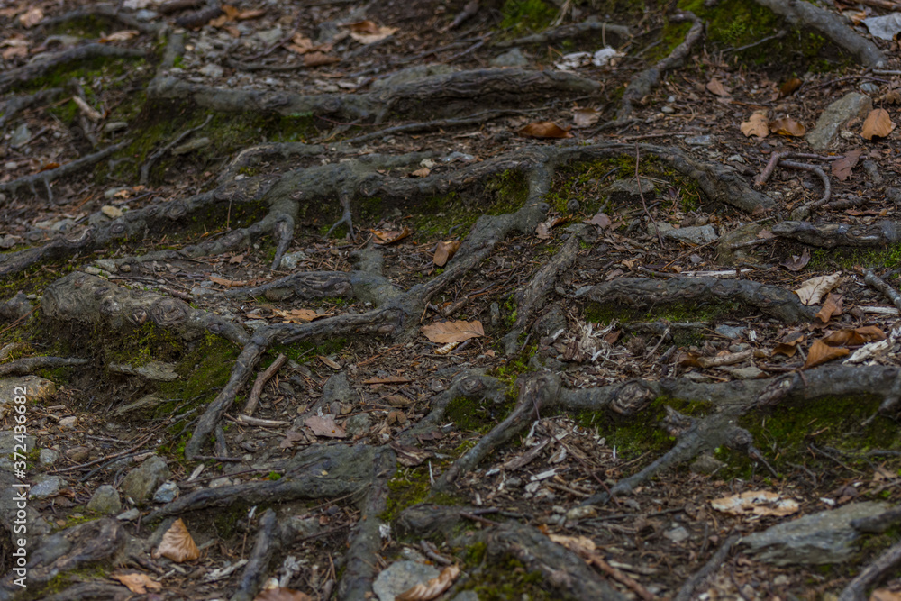 many roots on the forest floor many roots on the forest floor