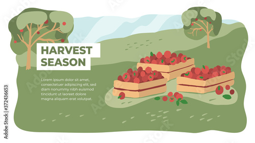 Harvest season in farm land. Picking or gathering apples. Orchard fruit vector illustration. Horticulture concept. Design of gardening or farming. Layout or flyer with wooden boxes full of red fruits 