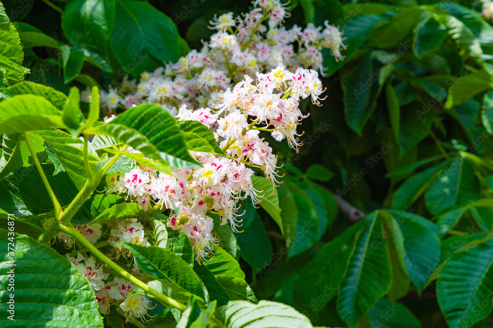 Foliage and flowers of Horse chestnut, Aesculus hippocastanum, Conker ...