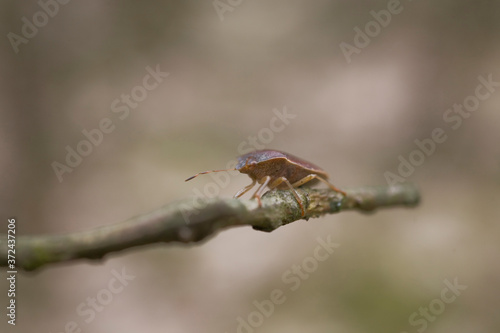  brown insect on a leafless twig against a beige background in spring