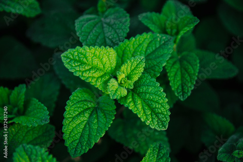 Fresh green mint leaves. Background with mint leaves. Ecology natural concept