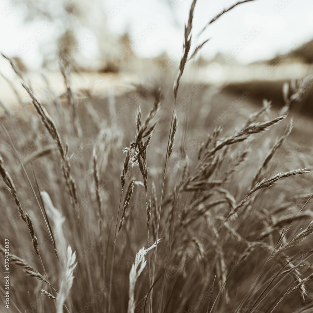 Fototapeta premium Cocksfoot bluegrass plant stalks field. Natural landscape