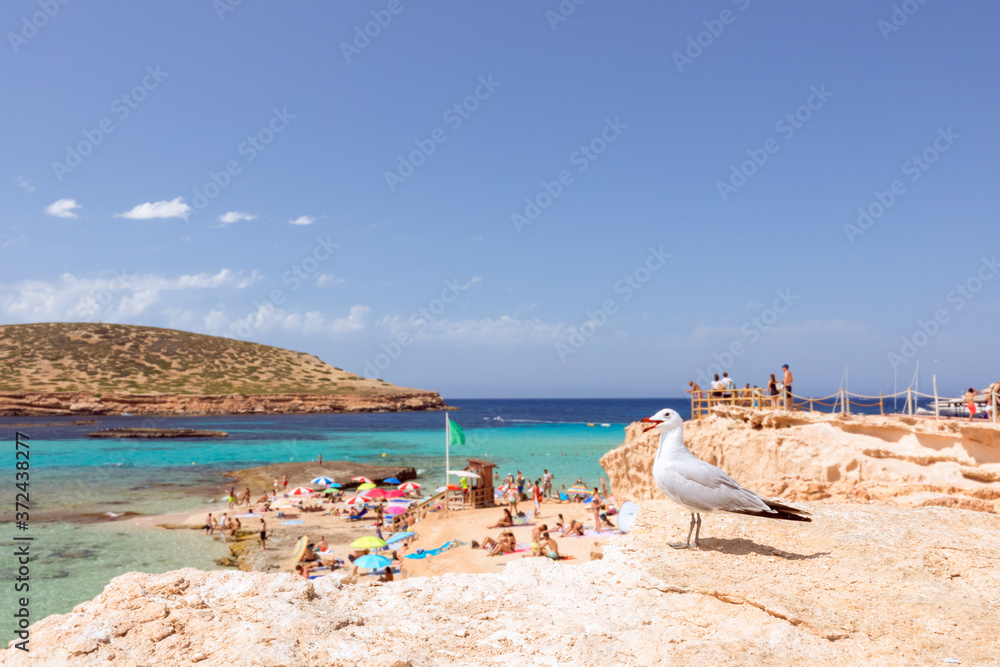 Beautiful beach with turquoise water on the island of Ibiza. Cala Escondida, Balearic Islands. Spain (Focus on the seagull, persons on the beaches in blur) Beautiful beach with turquoise water on the island of Ibiza. Cala Escondida, Balearic Islands. Spain (Focus on the seagull, persons on the beaches in blur)