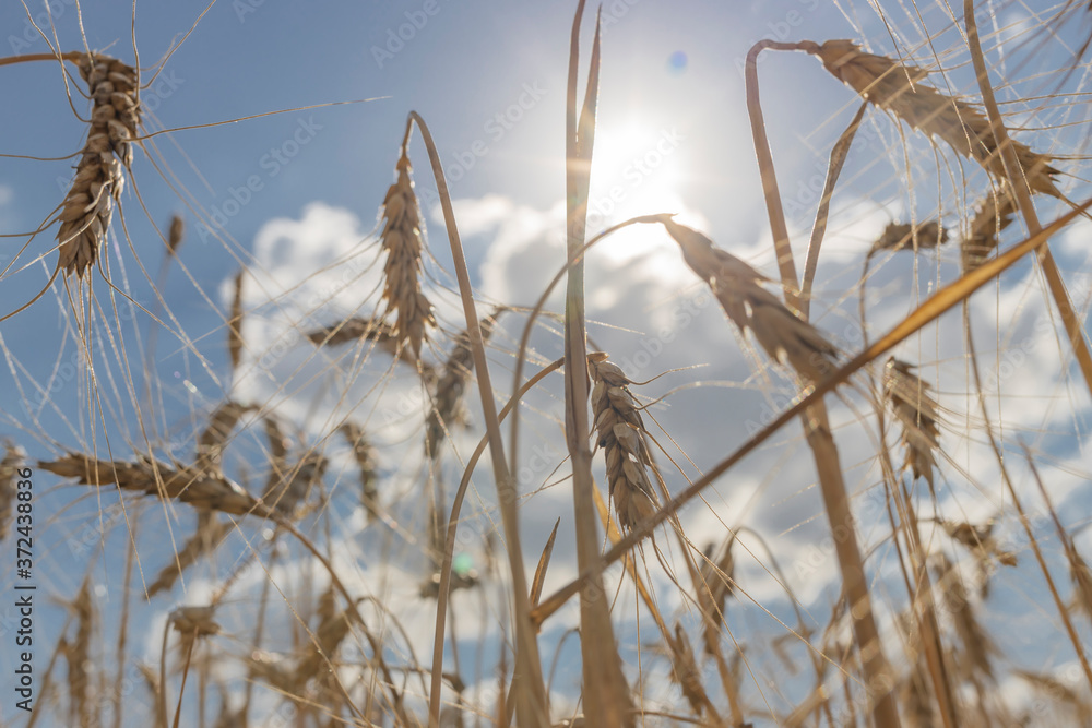 Wheat. Close-up of wheat ears against a blue sky with clouds and sun. Selective focus. Wheat. Close-up of wheat ears against a blue sky with clouds and sun. Selective focus.