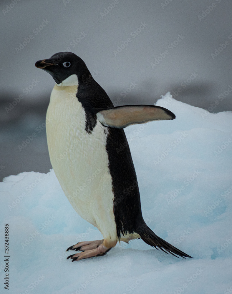 Fototapeta premium Adelie penguin (pygoscelis adeliae)