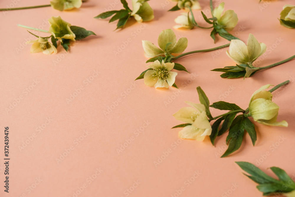 Floral composition with hellebore flowers on peach salmon background