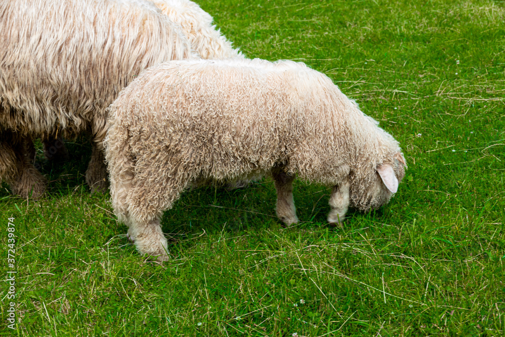 sheep grazing on a green meadow in the Polish Tatra Mountains on a warm summer day sheep grazing on a green meadow in the Polish Tatra Mountains on a warm summer day