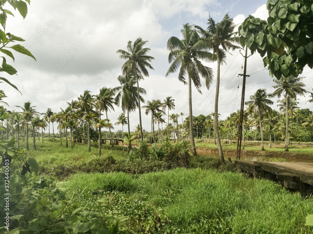 Green fields and coconut trees under cloudy white sky.