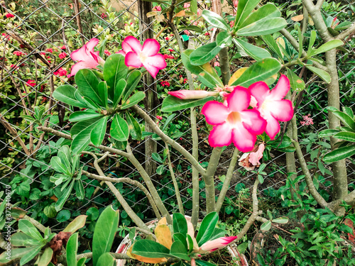 Desert rose or Adenium obesum photo