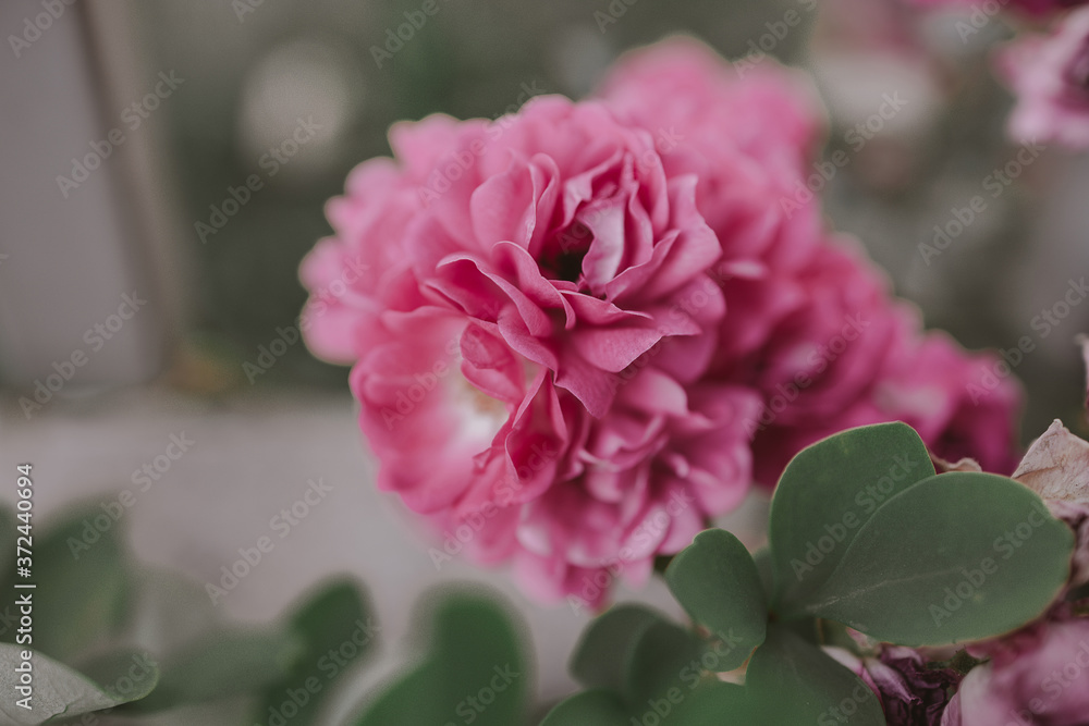 delicate pink rose against a background of green leaves in a summer garden delicate pink rose against a background of green leaves in a summer garden