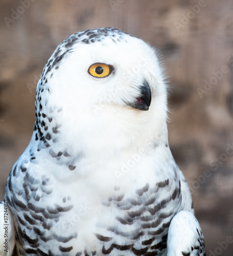 Close-up on a Snowy Owl photo