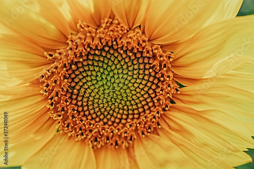  yellow sunflower flower close-up forming a natural background