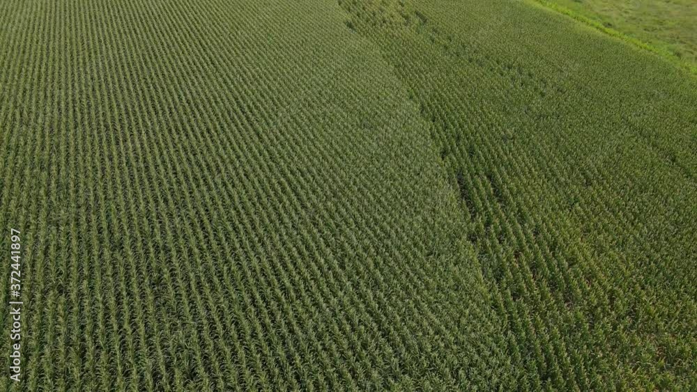 Aerial over the lush green cultivated corn fields at the countryside village. Aerial over the lush green cultivated corn fields at the countryside village.