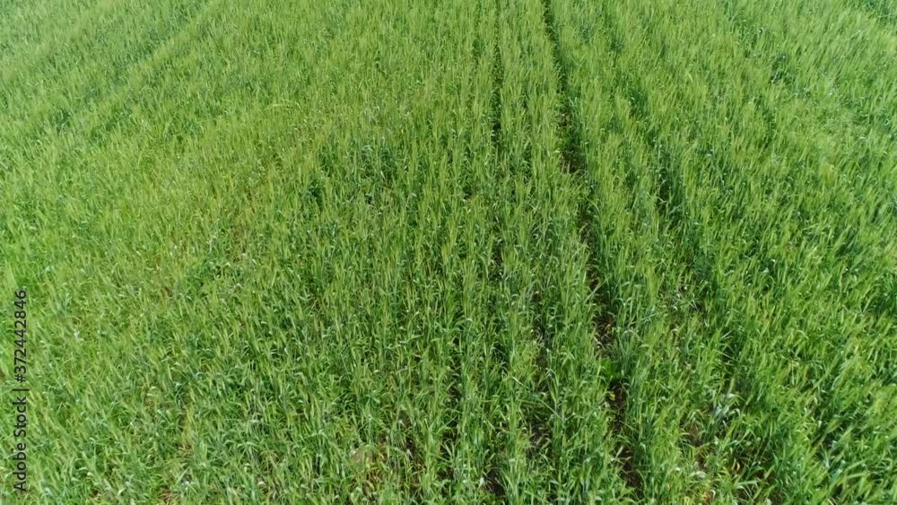 Aerial view of wheat harvesting in the field Aerial view of wheat harvesting in the field