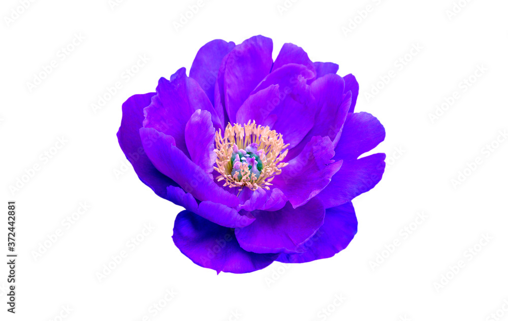 Naklejka premium blue peony flower isolated on white background