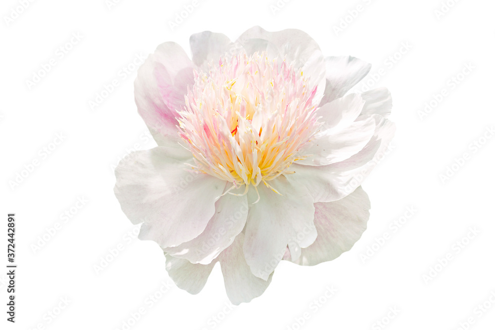 Fototapeta premium white peony flower isolated on white background