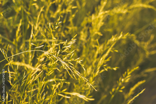 Phalaris arundinacea or canary cane herb. Field in the rays of the summer sunset