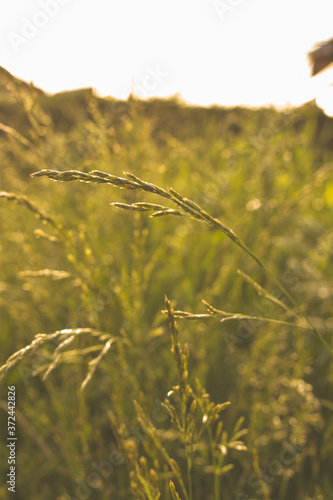 Phalaris arundinacea or canary cane herb. Field in the rays of the summer sunset