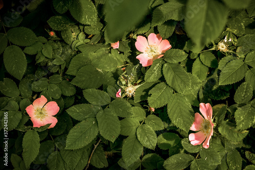Beautiful pink rosehip bud flower among the leaves. Foliage and flower