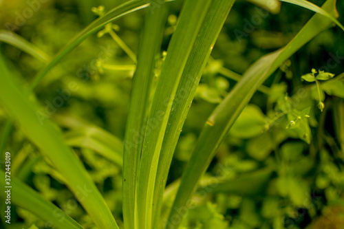 Green tropical plant close-up. Abstract natural floral background Selective f...