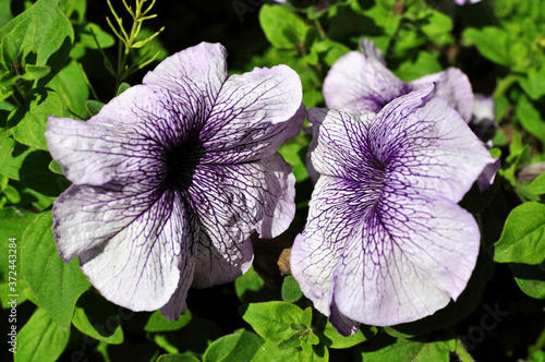 Beautiful, bright blooming petunia in a flower bed