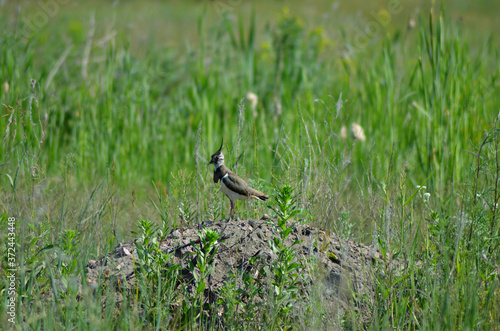 lapwing bird on a hill in the green grass © Elena