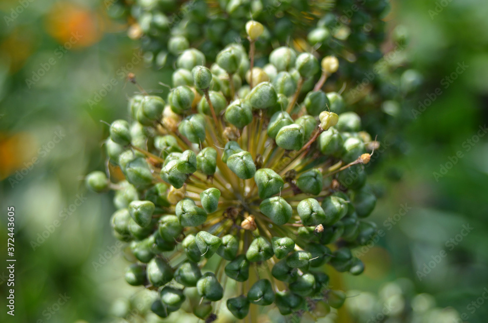 green onion inflorescence on a blurred green grass background, close-up green onion inflorescence on a blurred green grass background, close-up