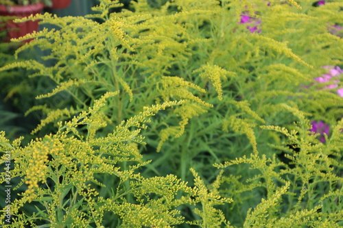 yellow green garden shrub background