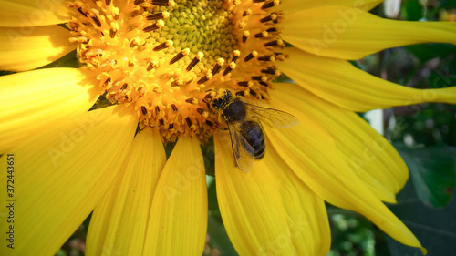 Honey bee covered with pollen collecting nectar  from yellow sunflower close up view. Macro footage of bee covered with pollen pollinating sunflower