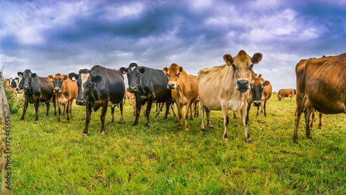 Herd of cows grazing in farmland
