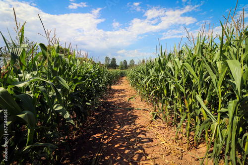Corn crop field in the UK