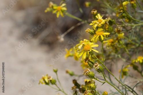 Head inflorescences of yellow blossom on Threadleaf Ragwort, Senecio Flaccidus, Asteraceae, native perennial subshrub in Pioneertown Mountains Preserve, Southern Mojave Desert, Springtime.