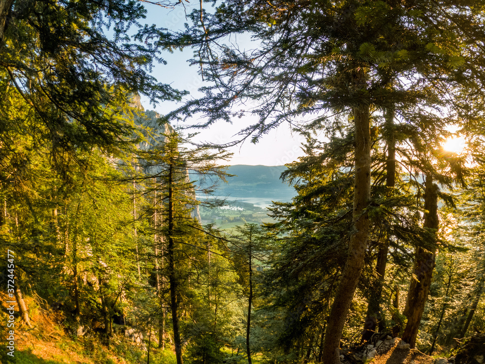 Obraz premium Autumn forest of Austria at the morning sun