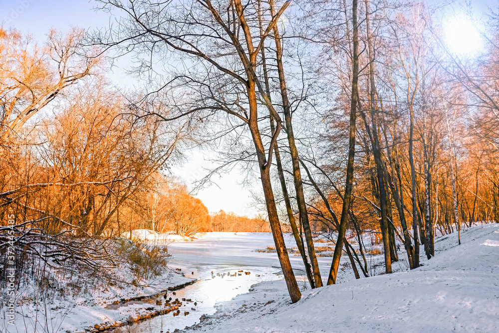 Fototapeta premium winter landscape with trees and snow