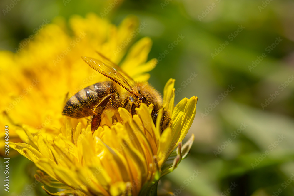 Bee collecting pollen and pollinating meadow flowers Bee collecting pollen and pollinating meadow flowers