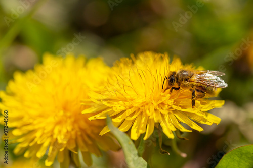 Bee collecting pollen on dandelion