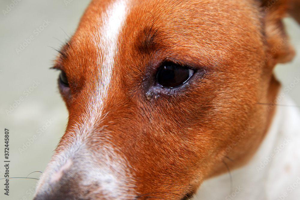 Dog eyes infection Dog with irritated red eyes suffering from