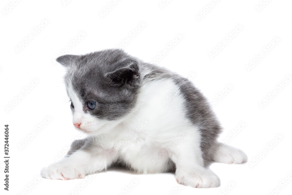 kitten on a white background