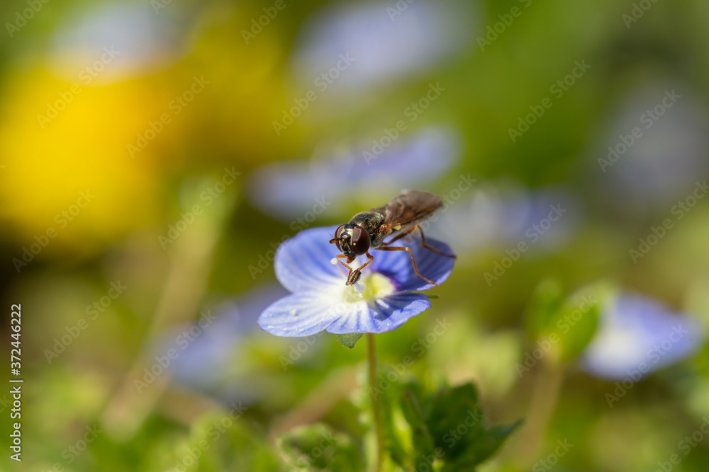 Hoverfly pollinating flowers Hoverfly pollinating flowers