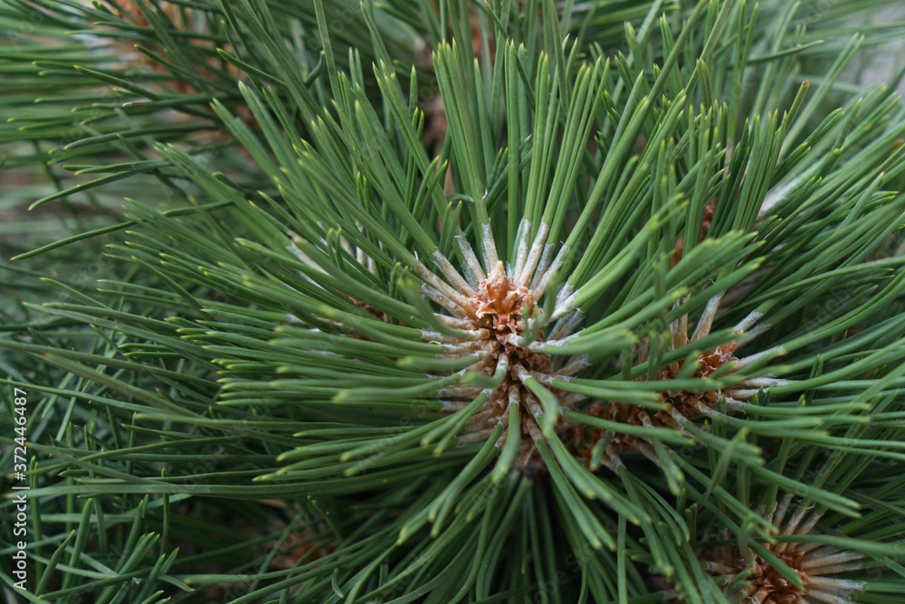 fluffy fresh pine branch with fresh green needles fluffy fresh pine branch with fresh green needles